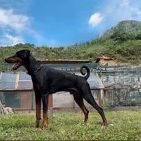 Dobermann maschio per monta