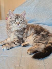 gattini siberiani 