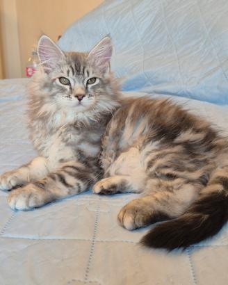 gattini siberiani 