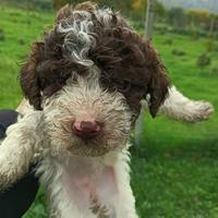 Lagotto romagnolo