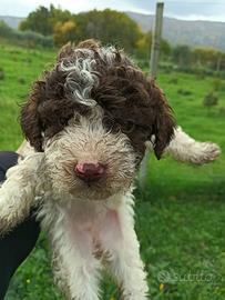 Lagotto romagnolo