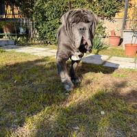 Mastino napoletano