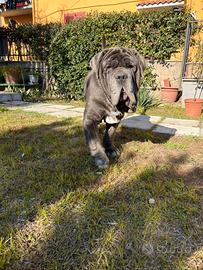 Mastino napoletano