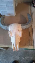 Teschio in gesso 