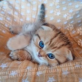 Cuccioli Scottish fold e straight con pedigree