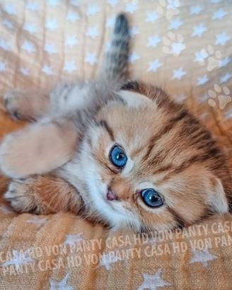 Cuccioli Scottish fold e straight con pedigree