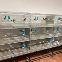 batterie di gabbie per pappagalli 