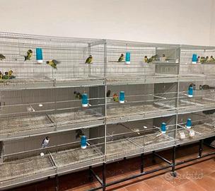 batterie di gabbie per pappagalli 