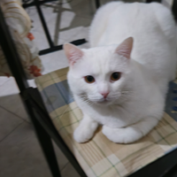 Gatti di razza maschi per accoppiamento