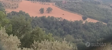 Piccolo bosco con terreno adiacente