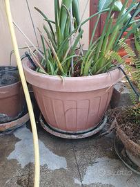 grande vaso tondo in resina con strelitzia