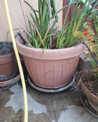 grande vaso tondo in resina con strelitzia
