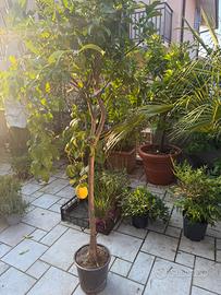 Limone 125/150
