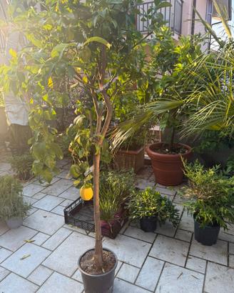 Limone 125/150
