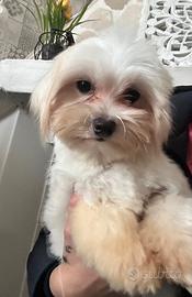 Maltese