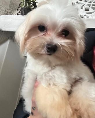 Maltese