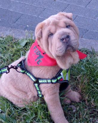 Sharpei femmina