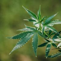 Piante di varie qualità e tipologie anche light