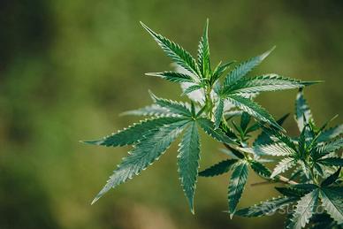 Piante di varie qualità e tipologie anche light