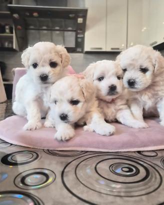 Cuccioli maltesi femmine pelo riccio