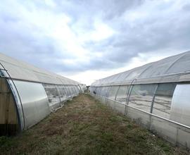 TER. AGRICOLO A SAN ZENONE DEGLI EZZELINI