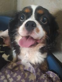 Cavalier king Charles Spaniel cucciole femmine