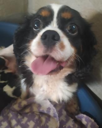 Cavalier king Charles Spaniel cucciole femmine