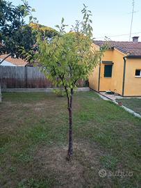 alberi da frutto 
