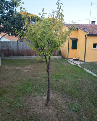 alberi da frutto 