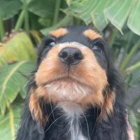 Cuccioli di cocker spaniel con Pedigree ENCI