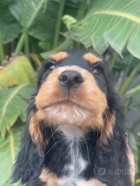 Cuccioli di cocker spaniel con Pedigree ENCI