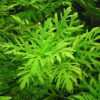 Pianta Acquatica  Hygrophila difformis