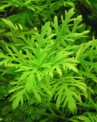 Pianta Acquatica  Hygrophila difformis