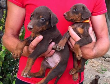 Dobermann marroni maschi