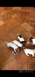 Cuccioli di jack russel terrier