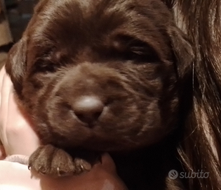 Cuccioli di Labrador Retriever marroni