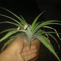 pianta ananas pernambuco comestibile 