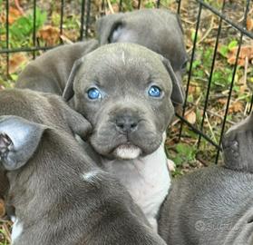 Amstaff Blue: Cucciola Disponibile