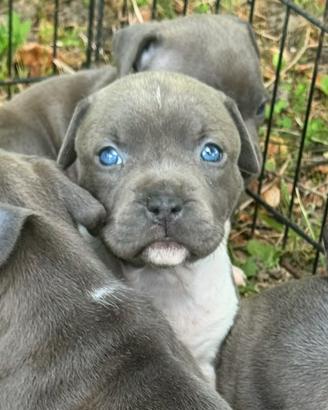 Amstaff Blue: Cucciola Disponibile