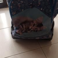 trolley scuola zaino