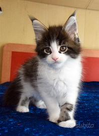 Splendidi Cuccioli Maine Coon