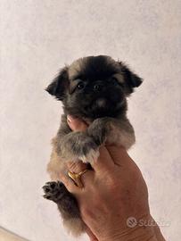 Cuccioli disponibili