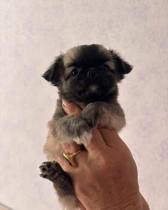 Cuccioli disponibili