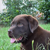 Cucciola Labrador