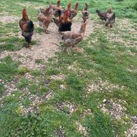 Galline brahma adulte