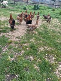 Galline brahma adulte