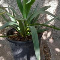 2 bellissime piante 6 euro l' uno