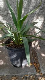 2 bellissime piante 6 euro l' uno