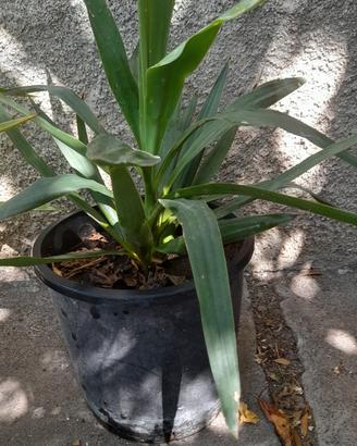 2 bellissime piante 6 euro l' uno