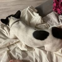 Bulldog femmina